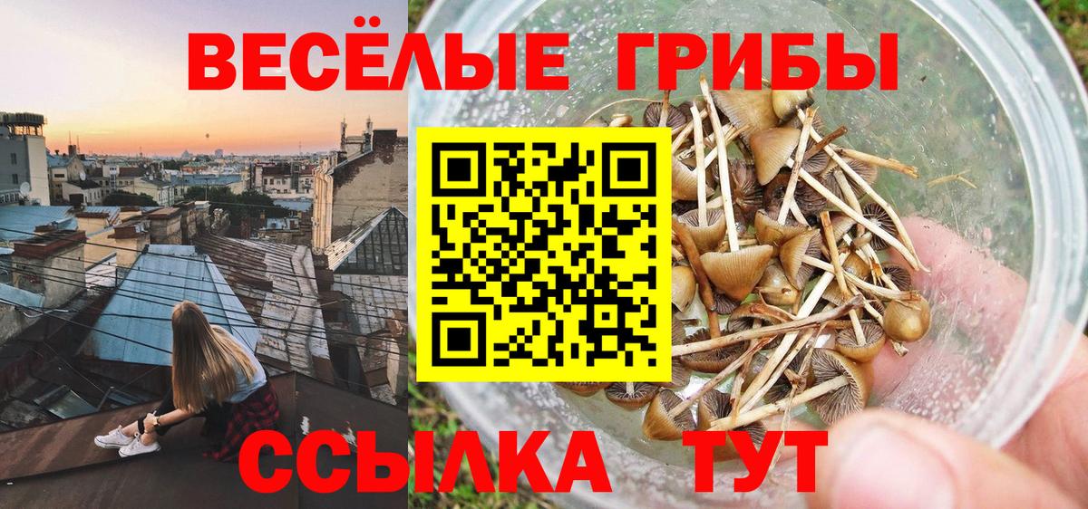 Псилоцибиновые грибы мицелий Новоалександровск